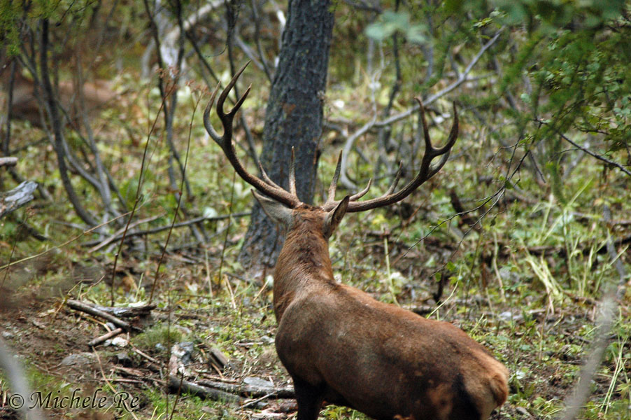 PASSIONE PER IL CERVO